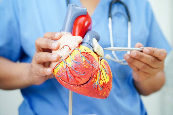 Сердечно-сосудистые заболевания CVD, врач с анатомией сердца человека модели для лечения пациента в больнице.