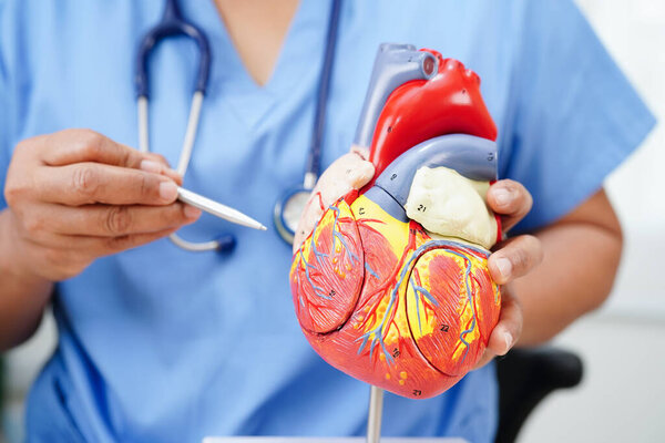 Болезнь Альцгеймера, азиатский врач с анатомической моделью мозга для изучения диагноза и лечения в больнице.