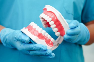 Diş hekimliği hakkında bilgi edinmek için Asyalı diş hekimi elinde tutuyor.