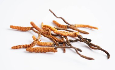 Cordyceps sinensis ya da Ophiocordyceps sinensis beyaz arka planda izole edilmiş, mantar bitkisi tedavisi.