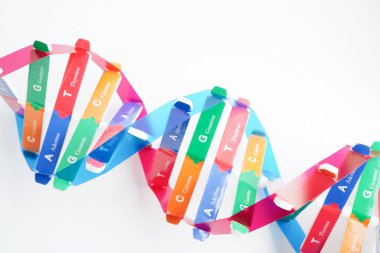 Beyaz zemin, kromozom ve gen kimya biyolojisi üzerinde izole edilmiş DNA molekülü spiral yapı modeli.