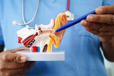 Asyalı doktor hastada işitme kaybını öğrenmek ve tedavi etmek için insan kulağı modeli tutuyor..