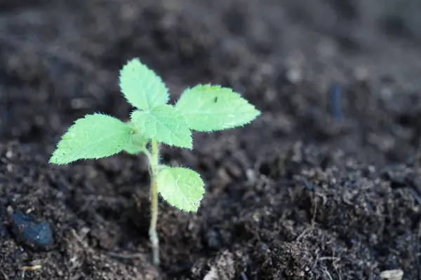 stock image Tree growing with hand, eco earth day, save world, save earth, go green