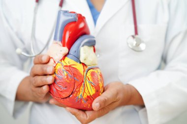 Kardiyovasküler hastalık CVD, hastanede tedavi gören hasta için kalp insan modeli anatomisi olan doktor.