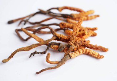 Cordyceps sinensis ya da Ophiocordyceps sinensis beyaz arka planda izole edilmiş, mantar bitkisi tedavisi.