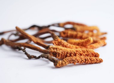 Cordyceps sinensis ya da Ophiocordyceps sinensis beyaz arka planda izole edilmiş, mantar bitkisi tedavisi.