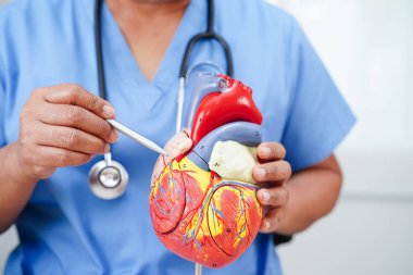 Kardiyovasküler hastalık CVD, hastanede tedavi gören hasta için kalp insan modeli anatomisi olan doktor.