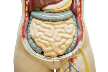 Bağırsak ya da bağırsak insan anatomisi modeli beyaz arka planda kırpma yolu ile izole edilmiştir..