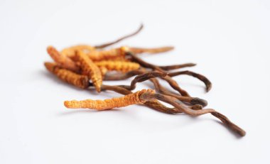 Cordyceps sinensis ya da Ophiocordyceps sinensis beyaz arka planda izole edilmiş, mantar bitkisi tedavisi.