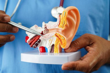 Asyalı doktor hastada işitme kaybını öğrenmek ve tedavi etmek için insan kulağı modeli tutuyor..
