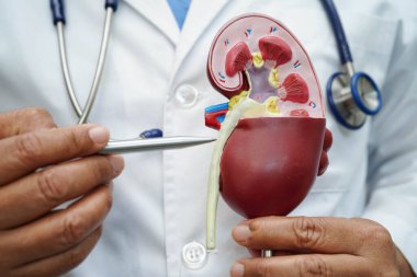 Kronik böbrek hastalığı, idrar sistemi, üroloji, tahmini küresel filtreleme oranı eGFR.