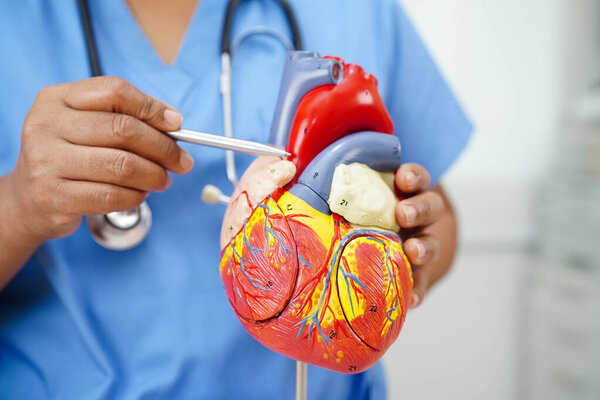 Сердечно-сосудистые заболевания CVD, врач с анатомией сердца человека модели для лечения пациента в больнице.
