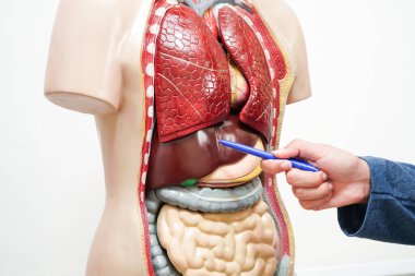 Lisede anatomi biyolojisinde insan vücudu modeliyle Asyalı bir öğrenci öğreniyor..