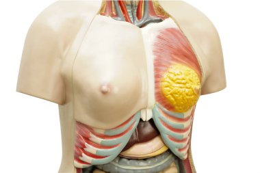 Eğitim için insan vücudu anatomisi organ modeli. Tıp kursu beyaz arka planda kırpma yolu ile izole edilmiş..
