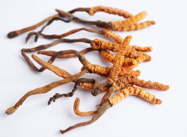 Cordyceps sinensis ya da Ophiocordyceps sinensis beyaz arka planda izole edilmiş, mantar bitkisi tedavisi.