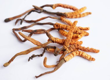 Cordyceps sinensis or Ophiocordyceps sinensis isolated on white background, mushroom herb treatment medicine. clipart