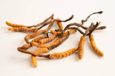 Cordyceps sinensis ya da Ophiocordyceps sinensis beyaz arka planda izole edilmiş, mantar bitkisi tedavisi.