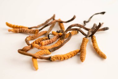 Cordyceps sinensis or Ophiocordyceps sinensis isolated on white background, mushroom herb treatment medicine. clipart