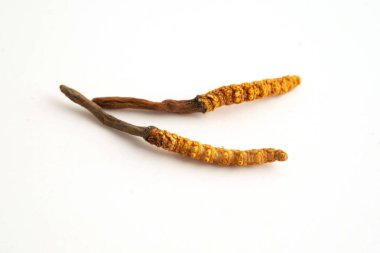 Cordyceps sinensis ya da Ophiocordyceps sinensis beyaz arka planda izole edilmiş, mantar bitkisi tedavisi.