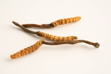 Cordyceps sinensis ya da Ophiocordyceps sinensis beyaz arka planda izole edilmiş, mantar bitkisi tedavisi.