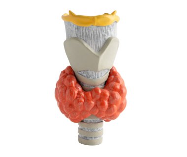Hipertiroidizm, aşırı aktif tiroid, tiroid lenfoma kesme yolu ile beyaz arkaplanda izole edildi.