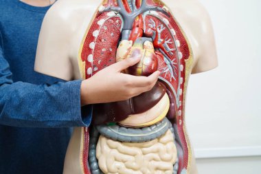 Lisede anatomi biyolojisinde insan vücudu modeliyle Asyalı bir öğrenci öğreniyor..