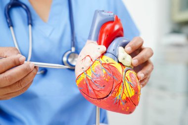Kardiyovasküler hastalık CVD, hastanede tedavi gören hasta için kalp insan modeli anatomisi olan doktor.