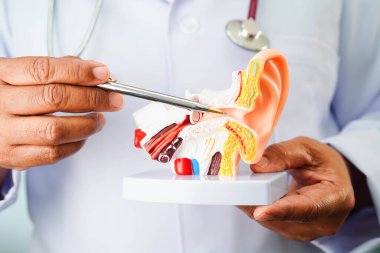 Asyalı doktor hastada işitme kaybını öğrenmek ve tedavi etmek için insan kulağı modeli tutuyor..