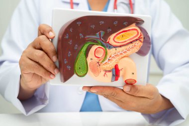 Safra kesesi, pankreas dalağı ve onikiparmak bağırsağı olan karaciğer, Asyalı doktor hastanede teşhis ve tedavi için insan anatomisi modeli tutuyor..