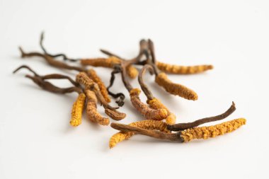 Cordyceps sinensis ya da Ophiocordyceps sinensis beyaz arka planda izole edilmiş, mantar bitkisi tedavisi.