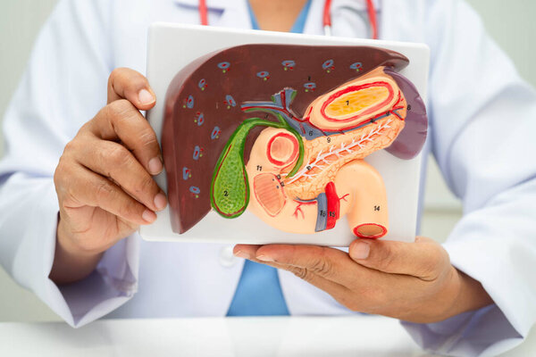 Liver with gallbladder, pancreas spleen and duodenum, Asian doctor holding human anatomy model for study diagnosis and treatment in hospital.