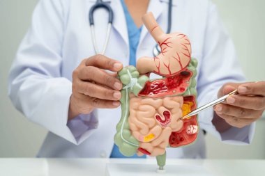 Midesi ve bağırsağı olan sindirim sistemi, Asyalı doktor hastanede teşhis ve tedavi için insan anatomisi modeli tutuyor..