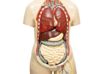 İnsan vücudu anatomisi, tıp eğitimi için beyaz arka planda izole edilmiş..