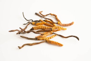 Cordyceps sinensis ya da Ophiocordyceps sinensis beyaz arka planda izole edilmiş, mantar bitkisi tedavisi.