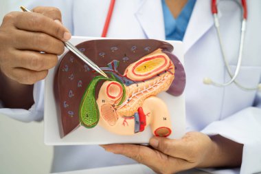 Safra kesesi, pankreas dalağı ve onikiparmak bağırsağı olan karaciğer, Asyalı doktor hastanede teşhis ve tedavi için insan anatomisi modeli tutuyor..