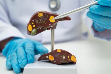 Safra kesesi, pankreas dalağı ve onikiparmak bağırsağı olan karaciğer, Asyalı doktor hastanede teşhis ve tedavi için insan anatomisi modeli tutuyor..