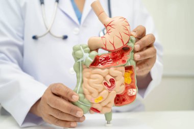 Midesi ve bağırsağı olan sindirim sistemi, Asyalı doktor hastanede teşhis ve tedavi için insan anatomisi modeli tutuyor..