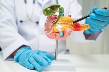 Safra kesesi, pankreas dalağı ve onikiparmak bağırsağı olan karaciğer, Asyalı doktor hastanede teşhis ve tedavi için insan anatomisi modeli tutuyor..