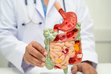 Midesi ve bağırsağı olan sindirim sistemi, Asyalı doktor hastanede teşhis ve tedavi için insan anatomisi modeli tutuyor..
