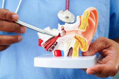 Asyalı doktor hastada işitme kaybını öğrenmek ve tedavi etmek için insan kulağı modeli tutuyor..