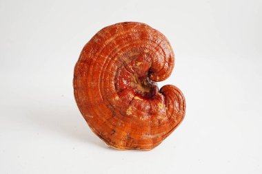 Lingzhi ya da kapsüllü Reishi mantarı, organik ve sağlıklı yiyecekler..