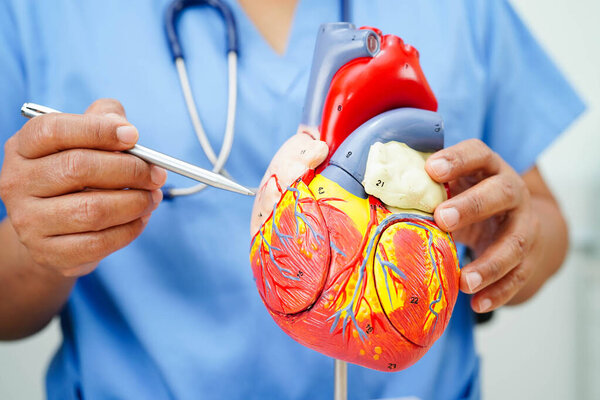 Сердечно-сосудистые заболевания CVD, врач с анатомией сердца человека модели для лечения пациента в больнице.