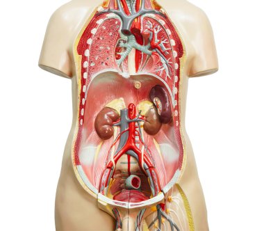 Böbrek ve akciğer insan anatomisi modeli kesme yolu ile beyaz zemin üzerinde izole.