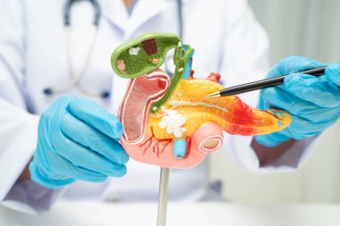 Safra kesesi, pankreas dalağı ve onikiparmak bağırsağı olan karaciğer, Asyalı doktor hastanede teşhis ve tedavi için insan anatomisi modeli tutuyor..