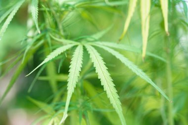 Esrar, esrar veya marihuana yaprağı, CBD, uyuşturucu, sarhoş edici veya alternatif ilaç olarak kullanılan thc.