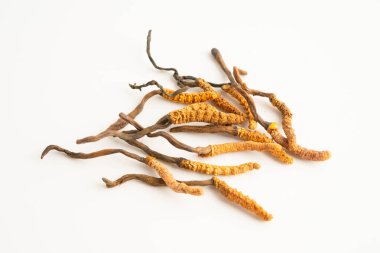 Cordyceps sinensis ya da Ophiocordyceps sinensis beyaz arka planda izole edilmiş, mantar bitkisi tedavisi.