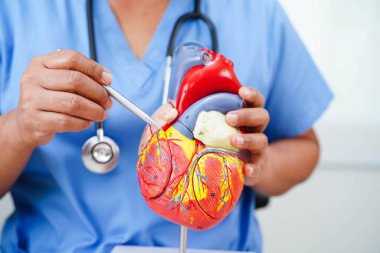Kardiyovasküler hastalık CVD, hastanede tedavi gören hasta için kalp insan modeli anatomisi olan doktor.