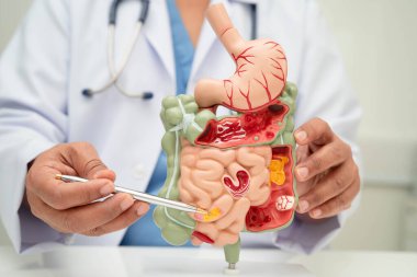 Midesi ve bağırsağı olan sindirim sistemi, Asyalı doktor hastanede teşhis ve tedavi için insan anatomisi modeli tutuyor..