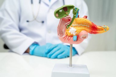 Safra kesesi, pankreas dalağı ve onikiparmak bağırsağı olan karaciğer, Asyalı doktor hastanede teşhis ve tedavi için insan anatomisi modeli tutuyor..