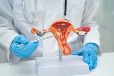 Rahim, hastanede teşhis ve tedavi için insan anatomisi modeli tutan doktor..